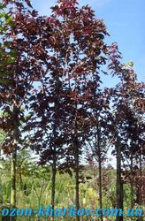 Клен псевдоплатановый Crimson King Co 90 350