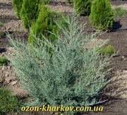 Можжевельник виргинский Burkii в гр/120