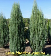 Можжевельник виргинский Skyrocket в гр/350