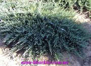 Можжевельник горизонтальный Blue Chipв гр/140