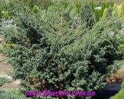 Можжевельник китайский Blue Alps в гр/200