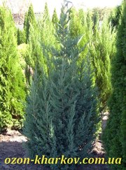 Можжевельник китайский Blue Point в гр/160