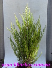 Можжевельник китайский Spartan в гр/120