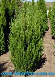 Можжевельник китайский Spartan в гр/160