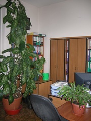 Сдам офисное помещение в центральной части города