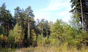 Продам участок в сосновом лесу