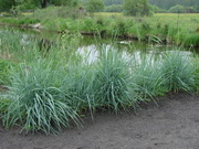 Водные и прибрежные растения для ландшафтного озеленения