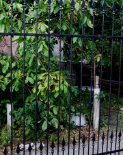 Забор секционный металлический