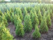 Растения для ландшафтного дизайна и озеленения.