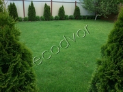 Озеленение участка