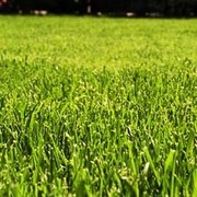 Обустройство газонов.