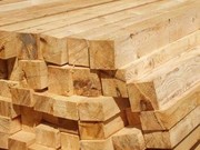 Лиственница Сибирская