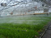 Продам частное тепличное хозяйство 