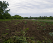 Продается 2 га земли с/х назначения.