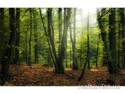 Земельный участок  Иванковичи