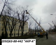 Спилить дерево Киев Удаление деревьев