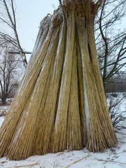 Продам крупний очерет