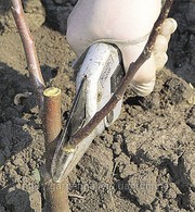 Обрезка деревьев и кустарников