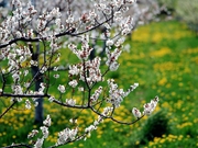 Комплексная подготовка сада к весне