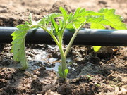 Капельное орошение