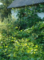 Участок Черняхов