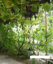 Продажа дома с большим участком