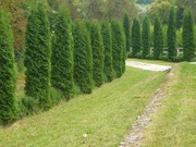 Вечнозеленая живая изгородь - 100% зеленое бетонное ограждение