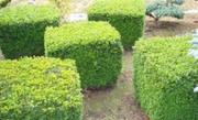 Живые изгороди в форме лабиринтов для детских майданчиков