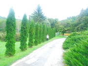 Вечнозеленые живие изгороди от 1, 5 м до 9 м