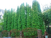 Живая изгородь - красиво и экологично