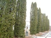 Крупномеры для живой изгороди: туя,  ель,  сосна и др