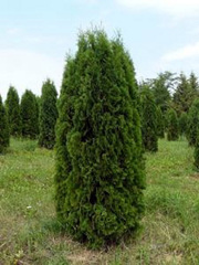 Купить.Туя західна,  ялинка,  граб,  дерен