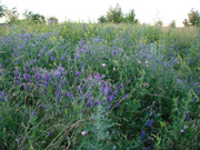 Эксклюзивный участок! В селе Ильичевка