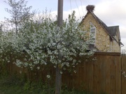 Дом,  дача,  участок с. Крехаев,  р.Десна