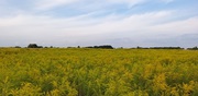 Продам земельный участок под жилую застройку в селе Гоголев, 