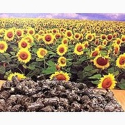 Пелети з лушпиння,  брикети з лушпиння соняшника