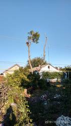 Спилим обрежем деревья,  удалим поросли