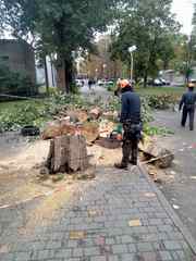 Корчевание пней. обрезка деревьев,  сада,  спил дерева,  уборка Одеса