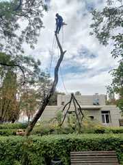 Спил дерева,  покос травы ,  расчистка участков вывоз мусора